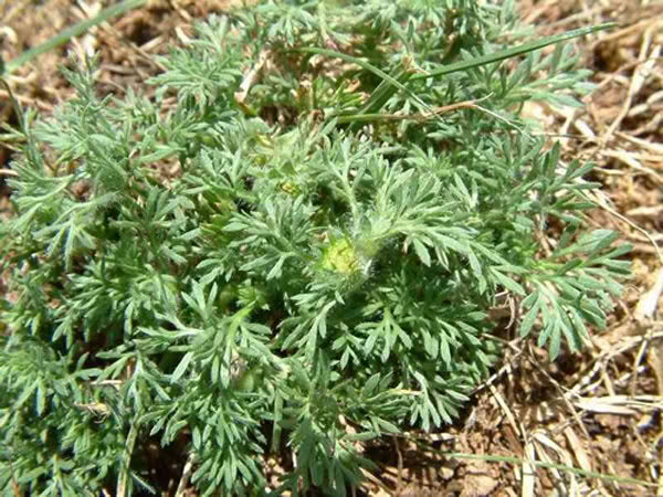 Weed Control | tturf.co.nz